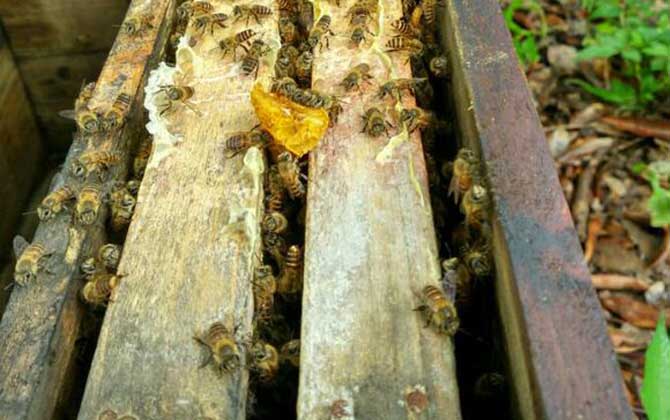 蜜蜂開箱的正確時(shí)間及注意事項(xiàng)