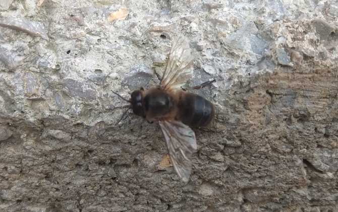 雄蜂的壽命并不短，但多數(shù)雄蜂都短命，這5種死法，一種比一種慘！