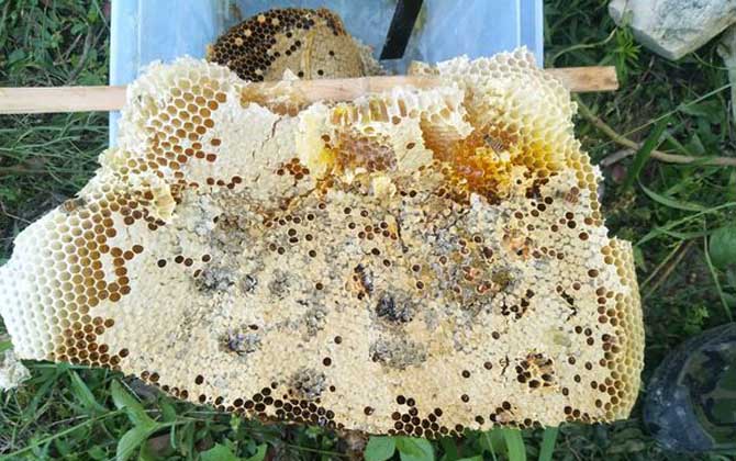 蜂巢有什么作用與功效？