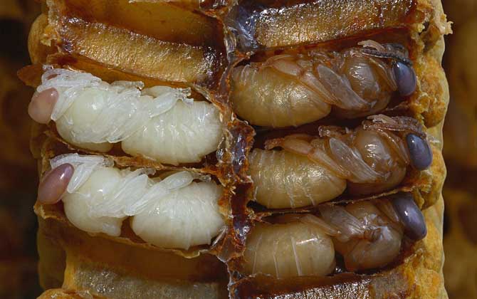 最新蜂蛹價(jià)格多少錢一斤？
