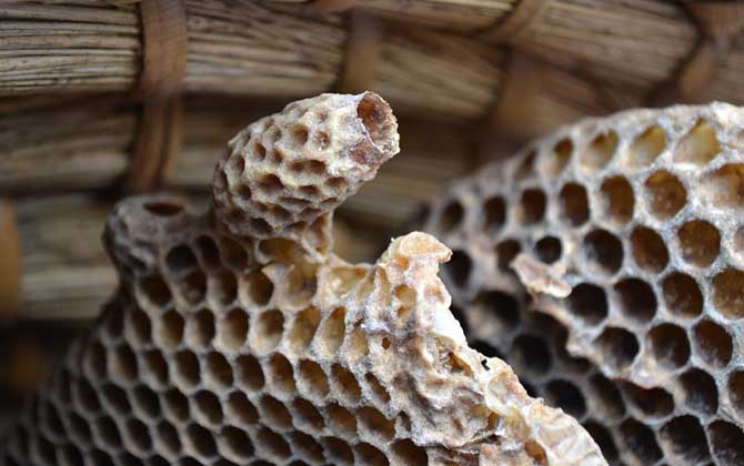 如何能讓蜜蜂急造王臺(tái)？