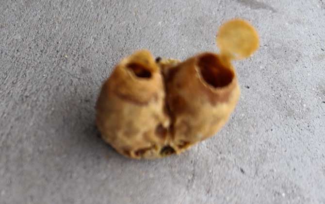 自然王臺(tái)封蓋幾天出王？