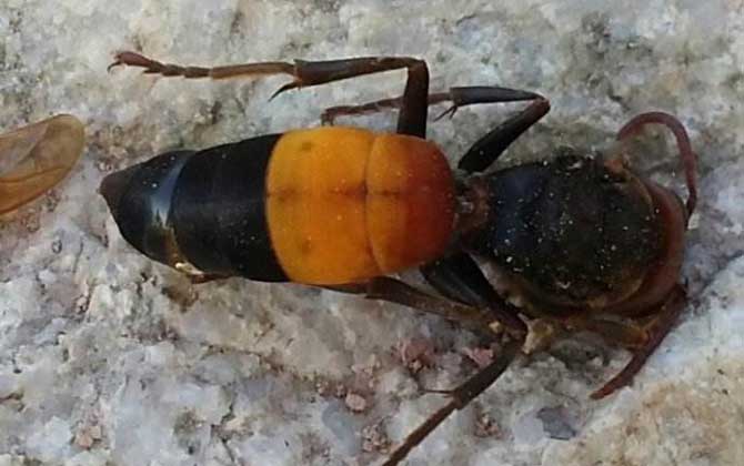 黃腰虎頭蜂能蟄死人嗎？
