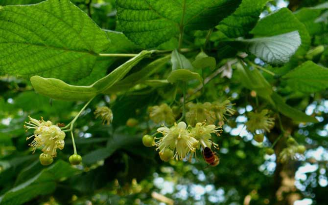 椴樹什么時候開花？