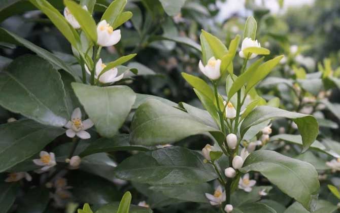 柑橘樹什么時候開花？