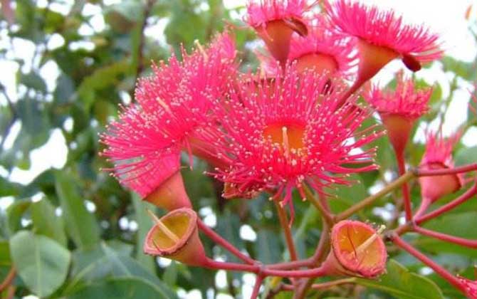 桉樹什么時候開花？
