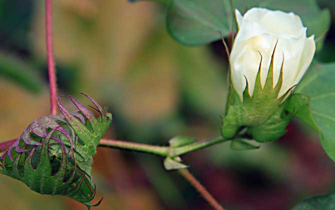 棉花什么時候開花？