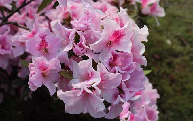 杜鵑花什么時(shí)候開？