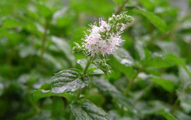 薄荷什么時(shí)候開花？