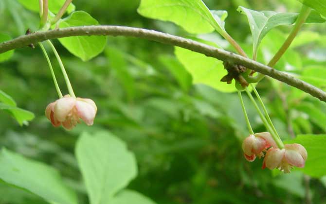 五味子什么時(shí)候開花？