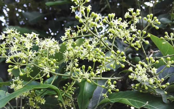 鴨腳木什么時(shí)候開花？