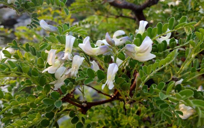 狼牙刺什么時(shí)候開花？