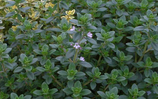 百里香什么時(shí)候開花？