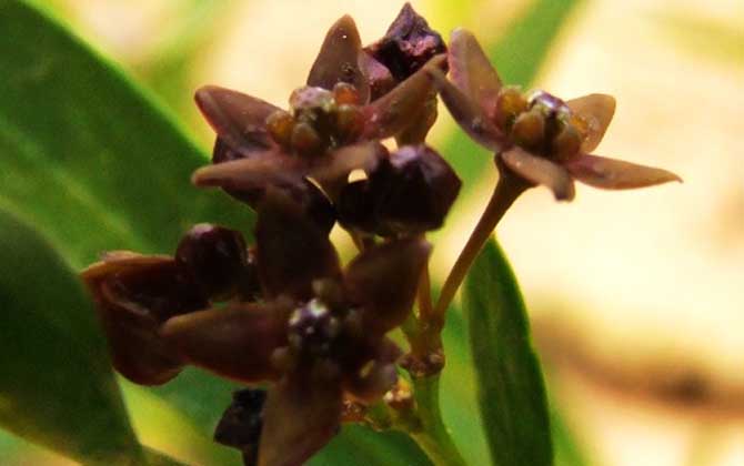 老瓜頭什么時(shí)候開花？