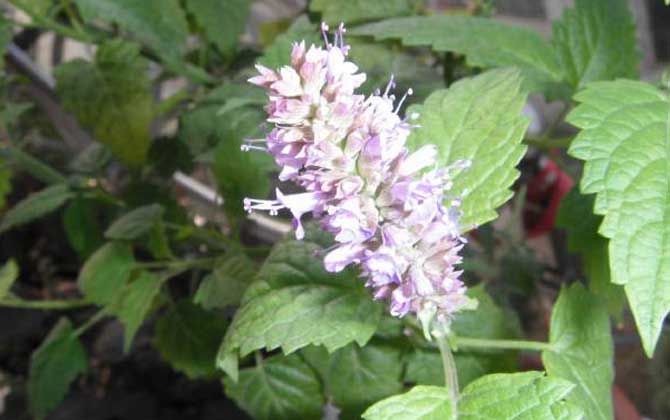 藿香什么時(shí)候開花？