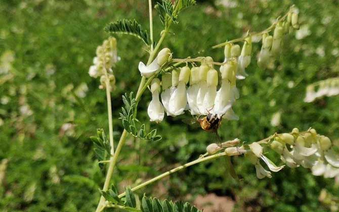 黃芪什么時(shí)候開花？