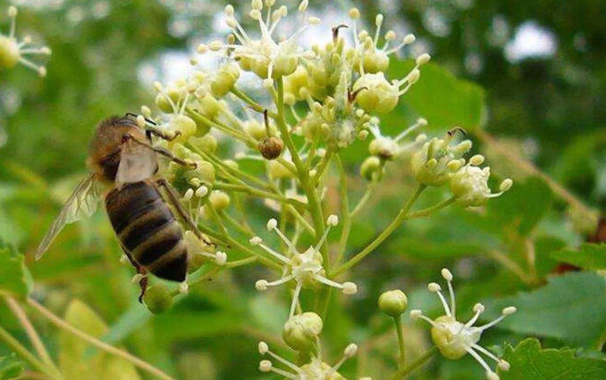 冬季有哪些蜜源植物？冬季蜜源植物大全