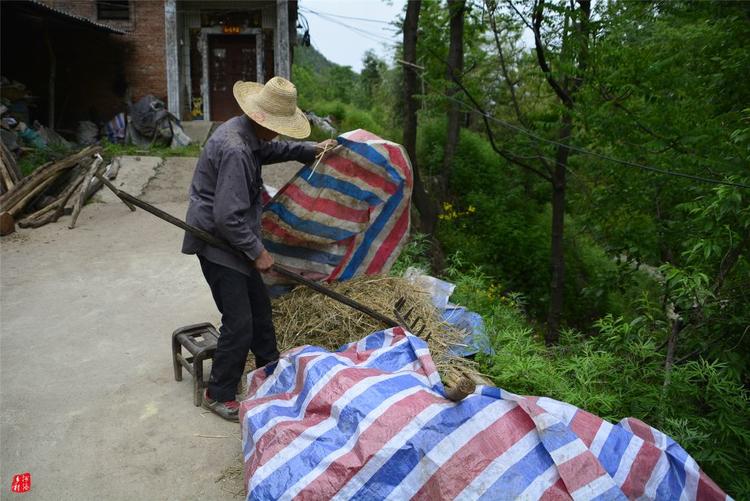 81歲老人養蜂半世紀，自創多種養蜂工具，怕蜜蜂丟失樹下睡3個月