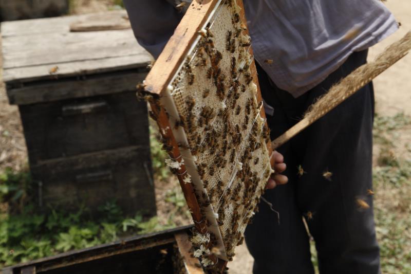 彭艷：帶領貧困戶養蜂脫貧“釀造”甜蜜生活決勝脫貧攻堅