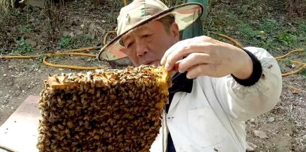 翼城蔡增權：中條山里的“甜蜜”時光養蜂圈里的大人物