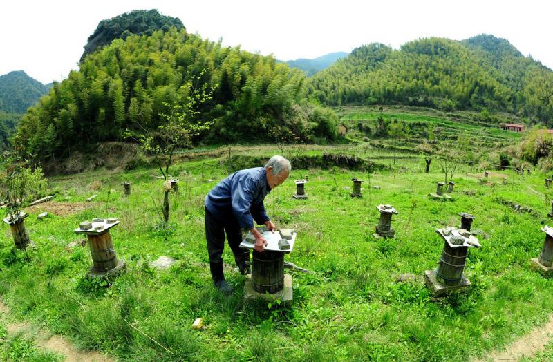 冬天蜜蜂結團近距離搬遷有回蜂嗎？該注意哪些問題？