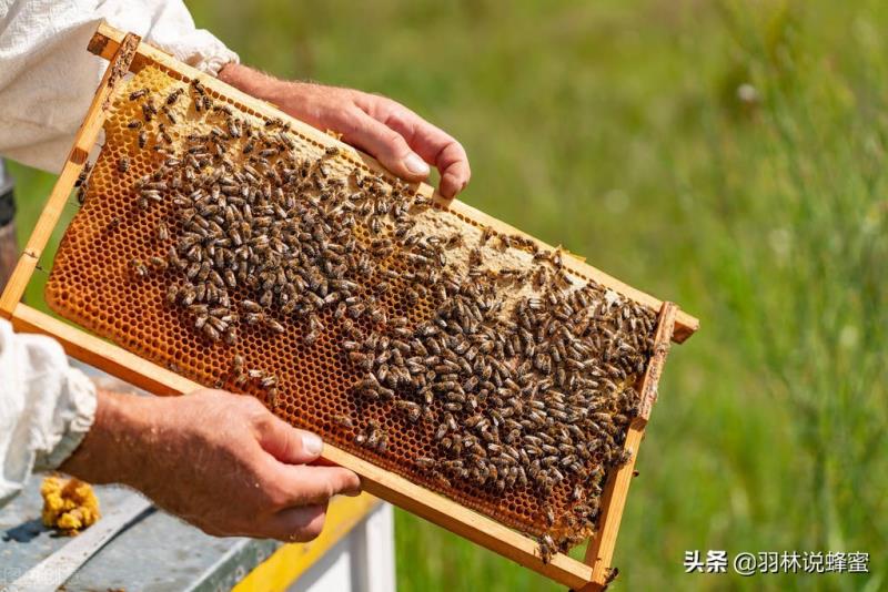 被蜜蜂蟄了怎么處理？被馬蜂蟄了需要怎么處理？