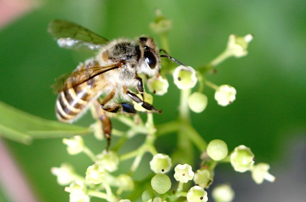 中華蜜蜂（中蜂、土蜂）