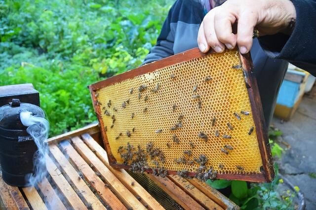 蜜蜂是怎么采蜜的?讓蜜蜂盡可能多采蜜，應該做好這一管理