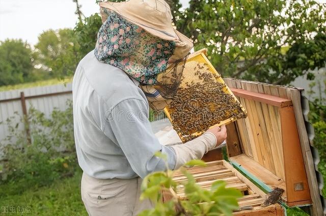 養蜜蜂技巧，抓住繁蜂期，做好這3個準備工作