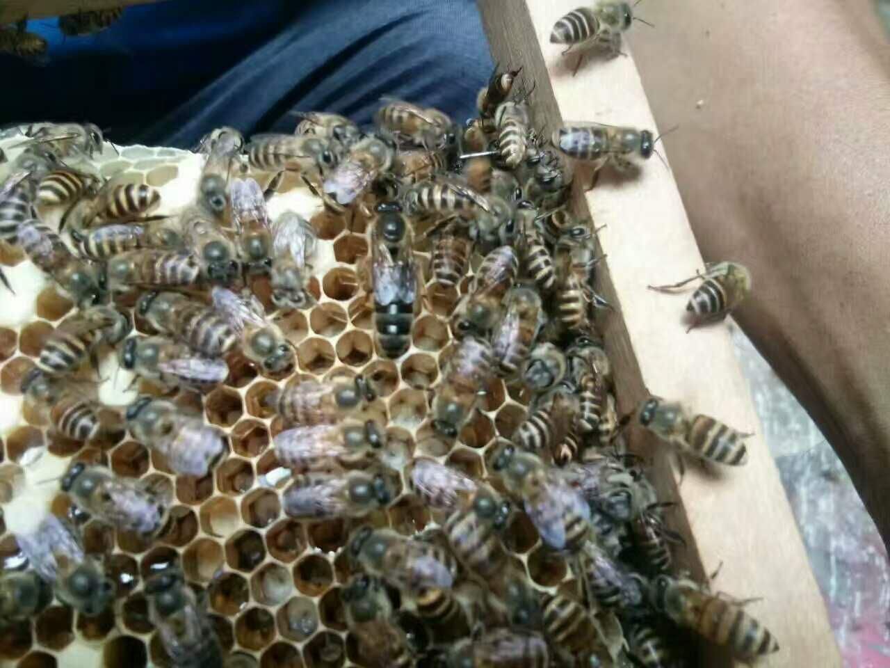 雄蜂比工蜂多是什么意思（一個蜂群內，雄蜂和工蜂各占多大的比例）