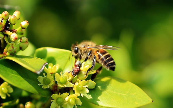 如何判斷蜂王交尾成功？