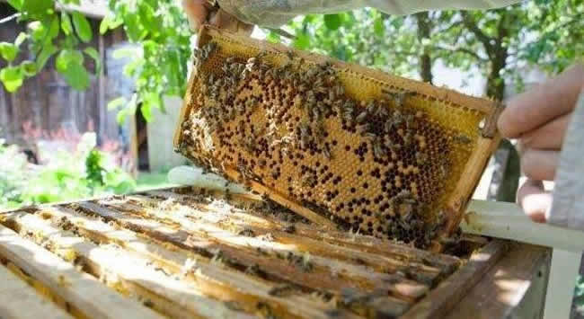 【蜜蜂知識】如何進行人工分蜂？