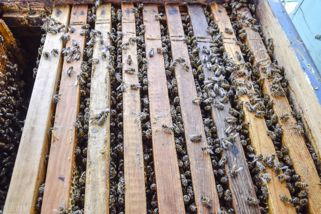 中蜂可以和意蜂在一個蜂場養嗎（中蜂和意蜂混養，原理在于掌握蜜蜂的盜性）