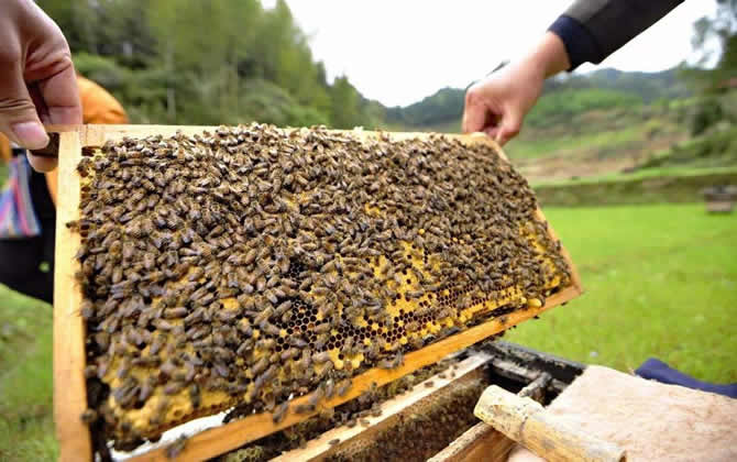 一個人能養(yǎng)多少箱蜜蜂？