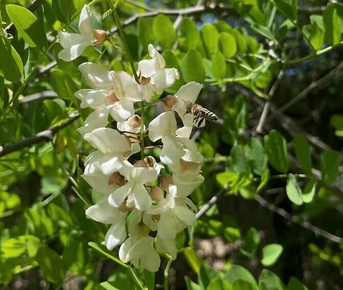 蜜蜂采花粉還是花蜜，做什么用？(帶你看怎么釀變成蜂蜜)