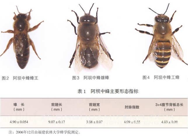 阿壩中蜂抗病力強嗎（你聽說過阿壩中蜂嗎？它“神”在哪里）