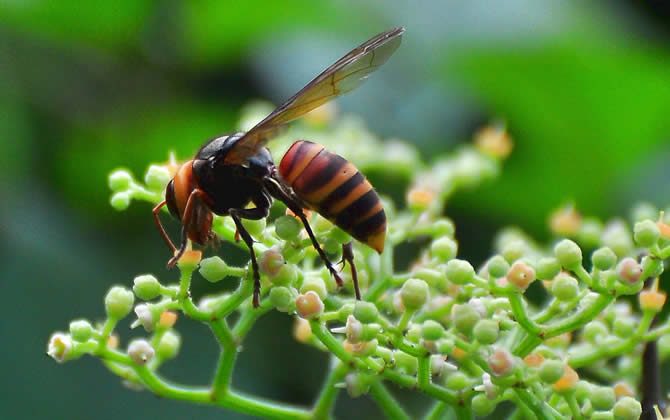 胡蜂怎么區(qū)分蜂王和雄蜂？