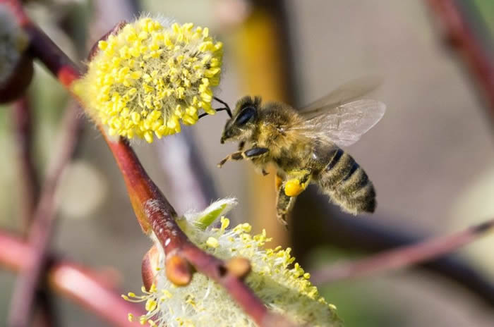 【蜜蜂知識】蜜蜂飛逃前有什么征兆？