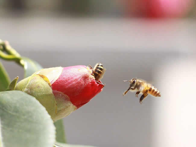 【蜜蜂知識】蜜蜂怎樣安全度夏？