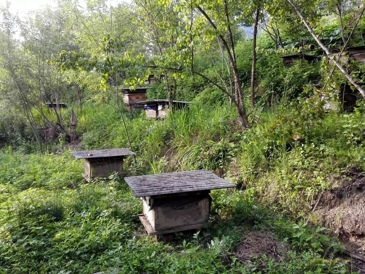 【蜜蜂養殖】蜜蜂養殖新技術