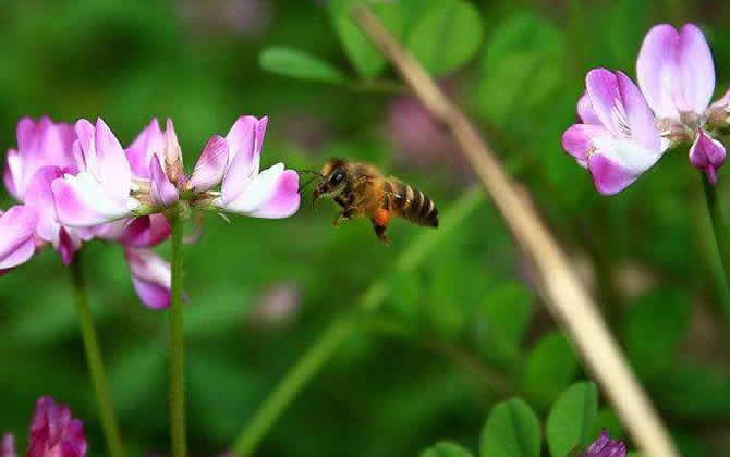 蜜蜂養殖如何防止分蜂？