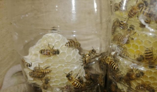 蜂巢里的蜜怎么?。ㄈ∶鄣?種常用方法）