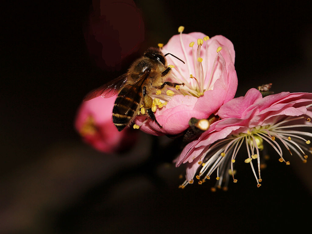 新手如何養蜜蜂？(新手養蜂技術大全)