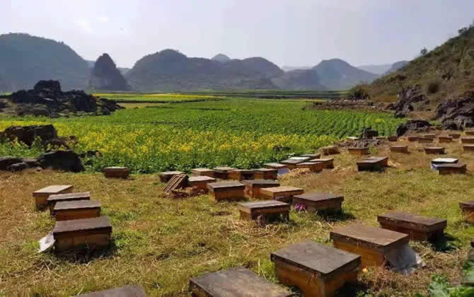 在農(nóng)村養(yǎng)蜂有補(bǔ)貼嗎？