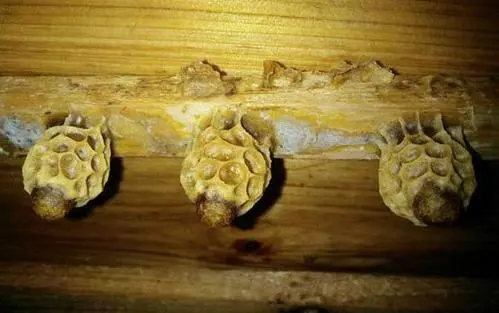 王臺基里面的幼蟲是工蜂喂食嗎（工蜂產的王臺有用嗎）