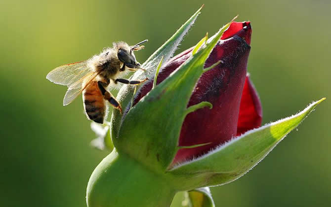 蜂王死了蜜蜂會怎樣？