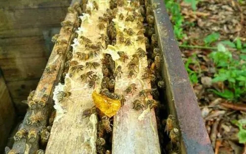 養蜂人怎么養蜜蜂（養蜂人怎么控制蜜蜂）