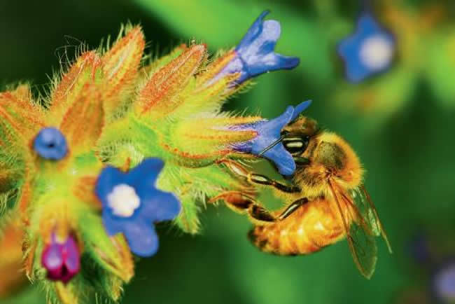 【蜜蜂知識】新手適合養什么蜜蜂?