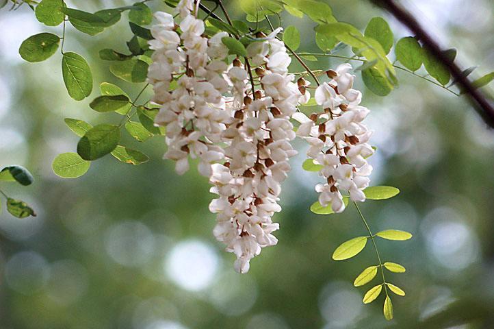 中國(guó)四大蜜源植物指的是哪四種？(附帶四種蜜源植物介紹)