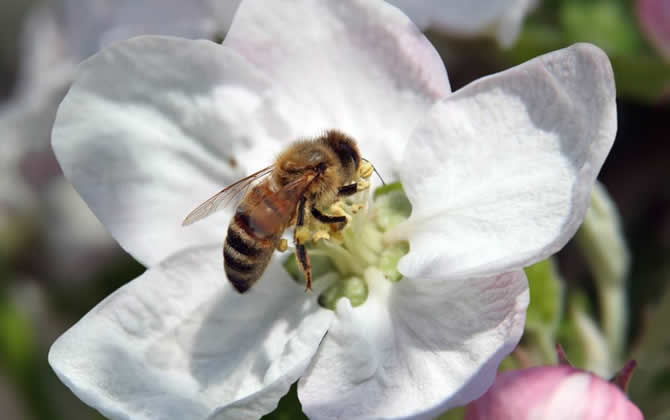 養蜜蜂如何培育蜂王？